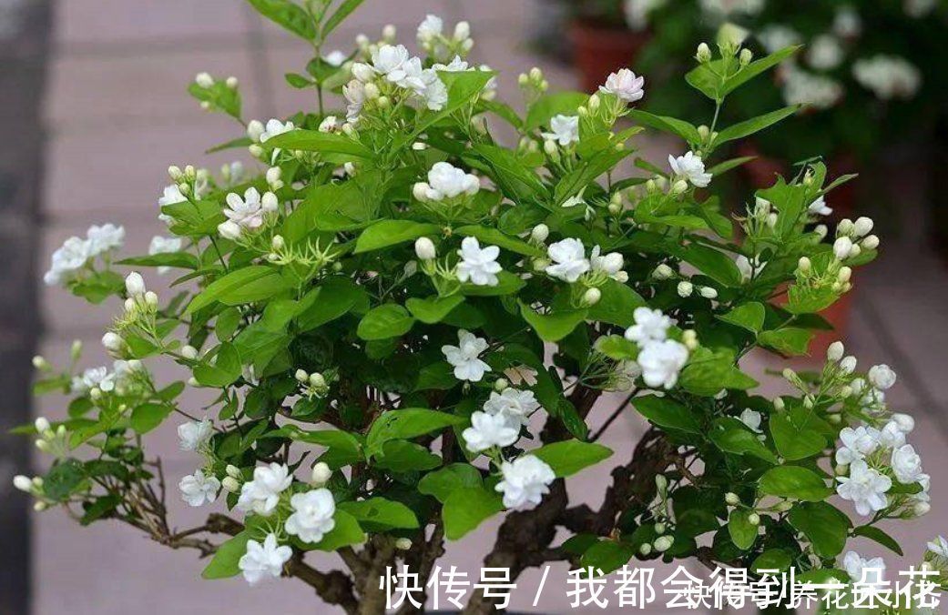 养茉莉花发现4种枝条,正确的方法是及时剪掉,否则会影响开花