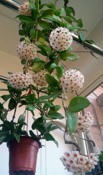 快把家里的绿萝都丢了，此花更好养，花量大香味浓，空气更清新