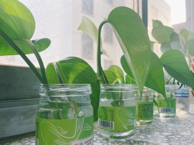 叶子|嫌花长的丑,趁现在砍头,满盆都是新叶子!