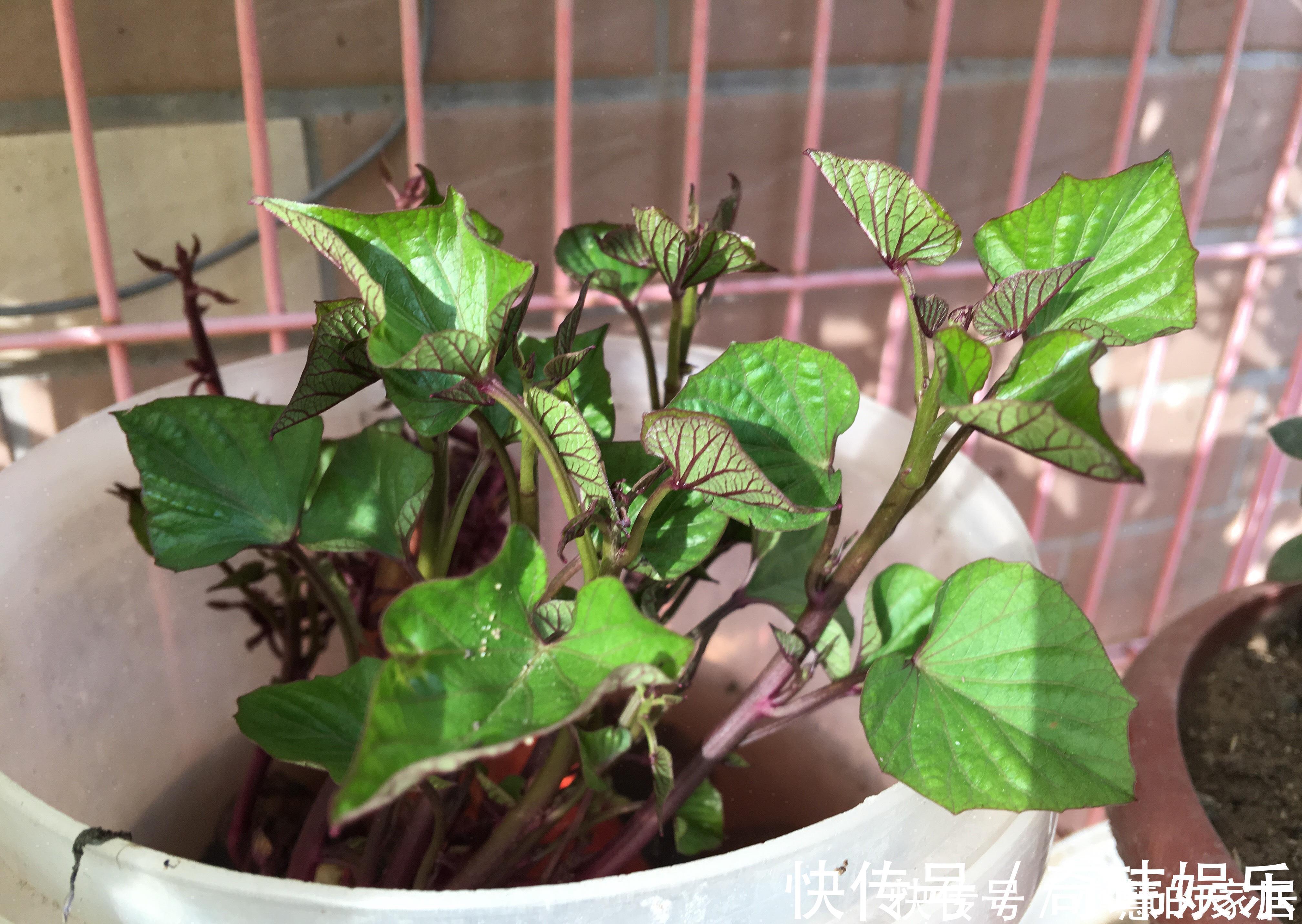 养花没有盆,3个妙招,就能自制出漂亮的花盆,阳台上种了好多花