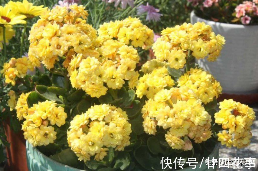 光照|9月后养长寿花，就别做这事了，不注意年底看不到花，白养大半年