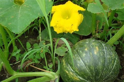 冬天来了,不妨多吃3种食物,疏通血管,皮肤紧致,延缓衰老