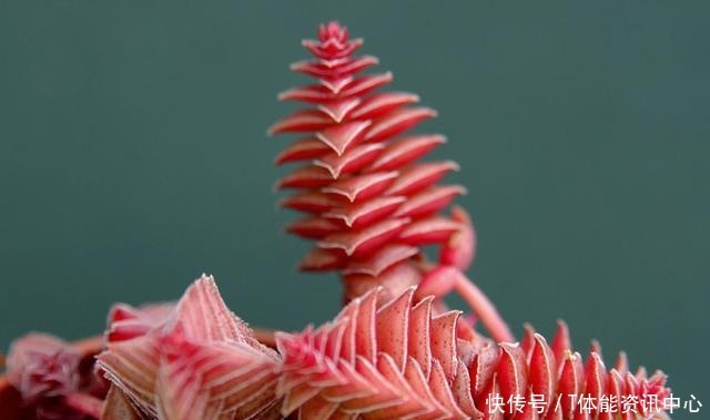 不按套路生长的多肉,最后一个竟撞脸弹簧_星图看多肉!