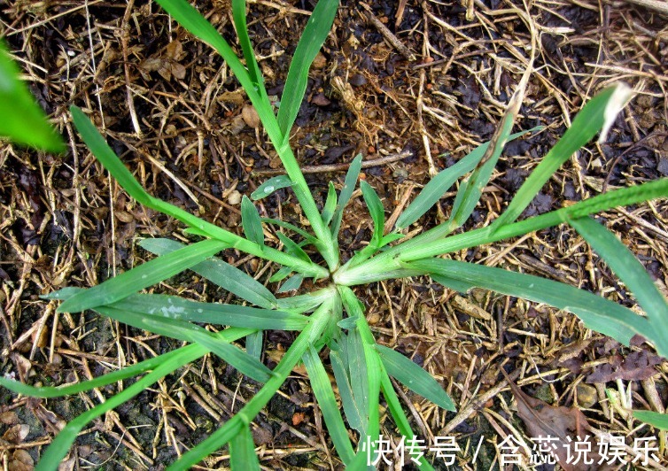 地头|田间地头常见的杂草,却能治风湿、清热解毒,后悔现在才知道!