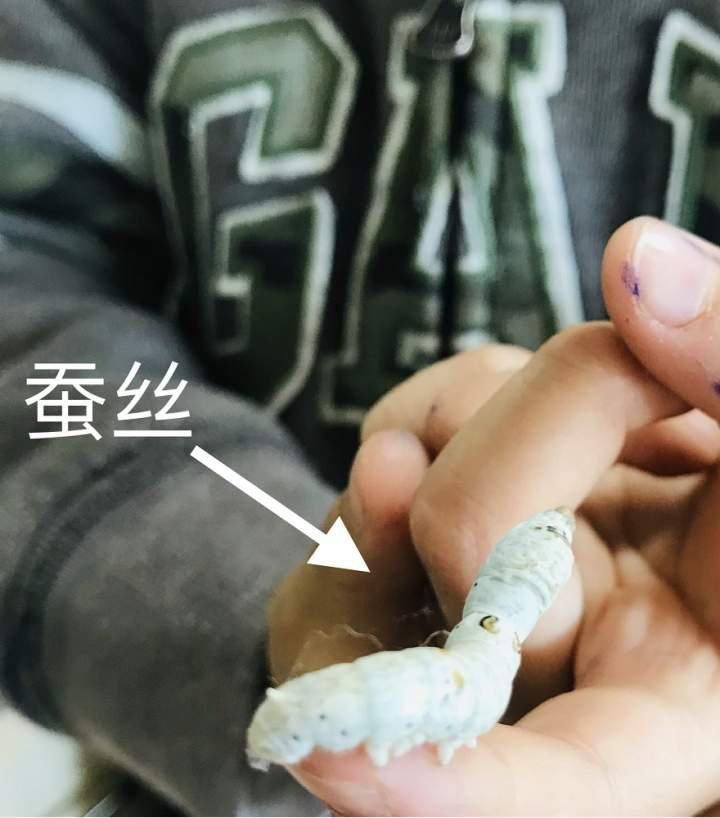 结茧|蚕宝宝是如何从蚕卵里孵化出来的？这群幼儿园娃进行了研究