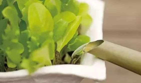 蚊香烧剩的灰,竟是养花的“宝贝”,增肥、杀虫作用大