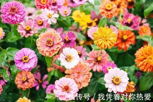 赤芝多素|每天懂一个药方——谷维素，改善失眠让你睡得更香甜！