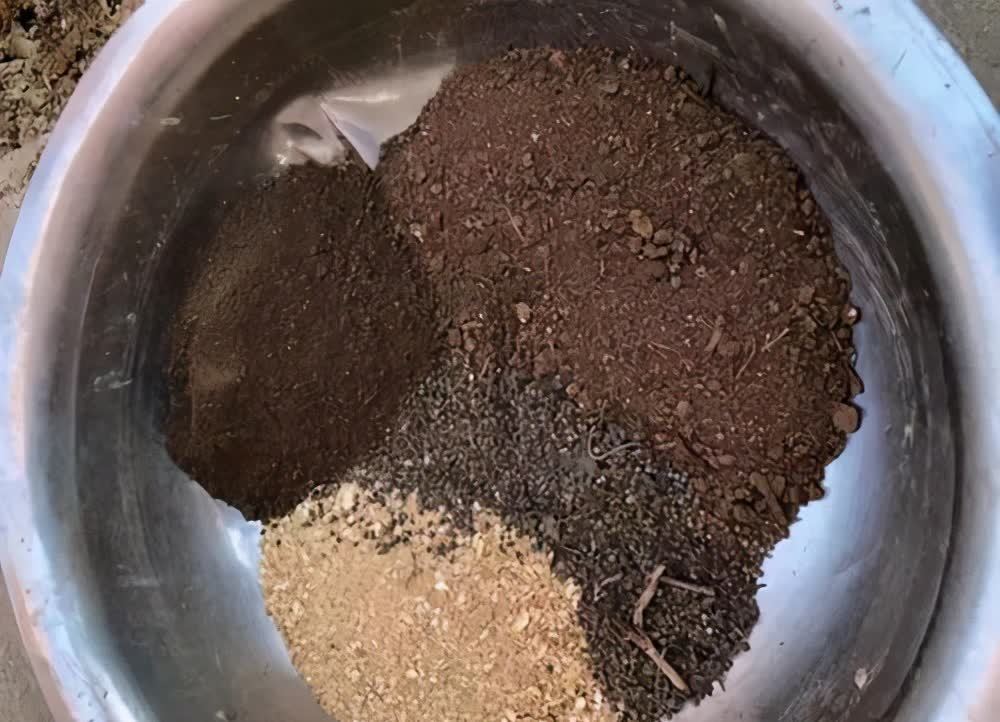 3种“东西”别浪费,路边一大推,一分钱不花,养花效果一级棒