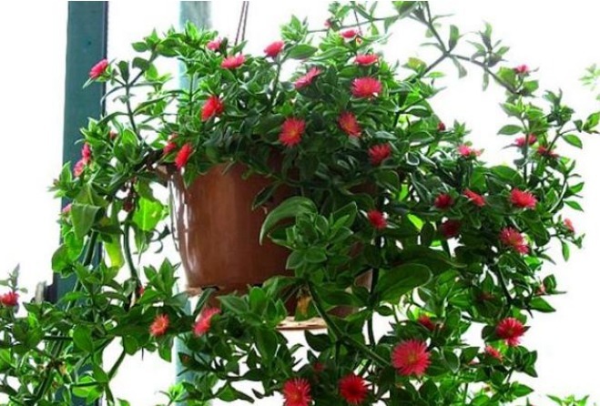 令箭荷花|3种花便宜漂亮又好养，10元买两盆，开花漂亮花期长，谁养谁喜欢