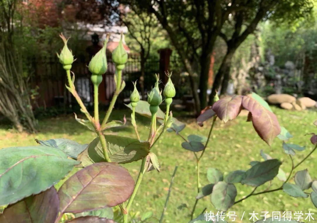 马上进入花期的花，10天一次肥，下个月就开花