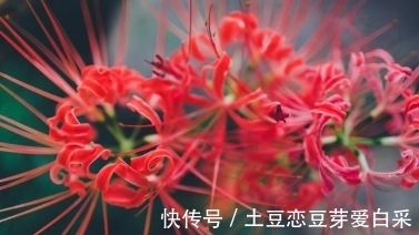 柳桃|家中什么样的花不能养？理由是什么？想知道的了解一下