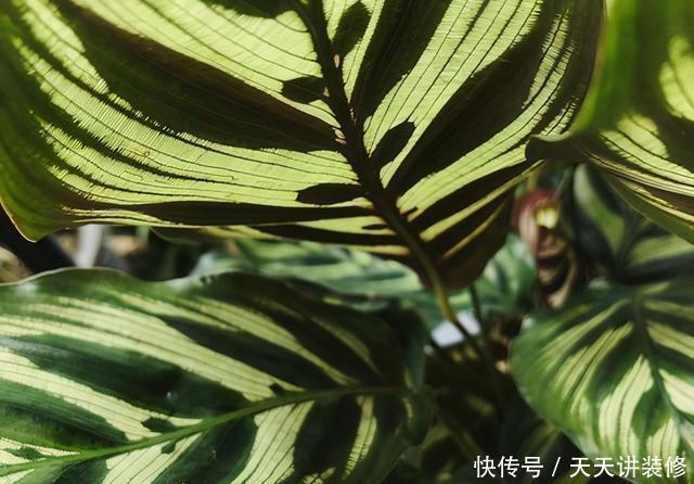 孔雀竹芋喜|孔雀竹芋、猫眼竹芋名字像、长得像,养护方法不同,不可混为一谈