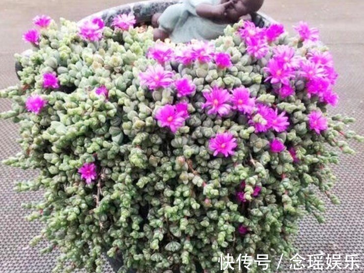 吊盆|7种多肉适合“吊着养”,枝条“流出”花盆,养出状态最美