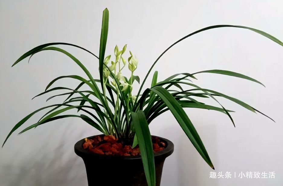 好心|新手养兰花,4个误区别犯,不然好心办坏事,等着收空盆