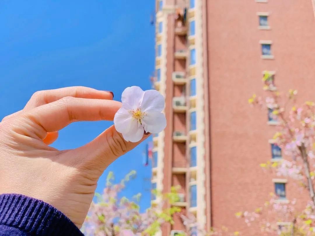 【“摄”会人】人间芳菲四月天 这是属于樱花的季节