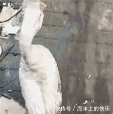 |幽默笑话:6条夫妻枕边笑话,肚子笑疼了