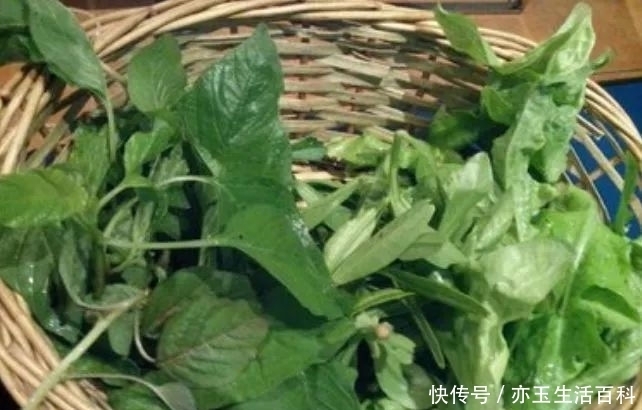 价值|作为外来入侵物种,走上餐桌成为一道美食,还是痔疮者的“福音”