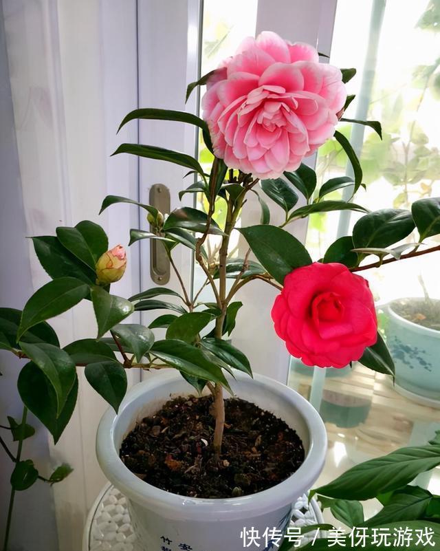 七种“富贵花”,适合冬天养,寓意吉祥又大气,关键还喜庆