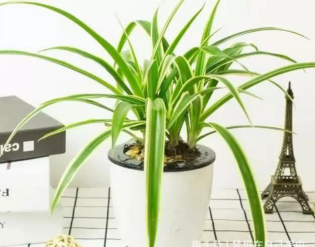 这6种花,越阴凉长得越旺,叶子绿得能冒油!