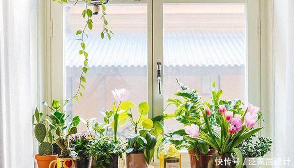 家庭养花,冬天不得不提的7个细节