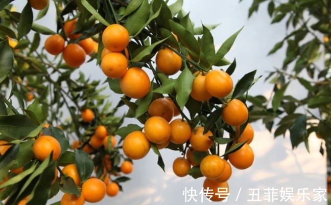 牛年|大年初一,无论贫穷富贵,家里要摆上6种吉祥果,寓意牛年节节高