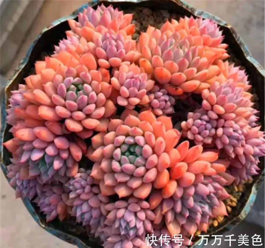 红衣|多肉小红衣夏季黑腐如何预防?做好4个点,鲜红明亮饱满健康