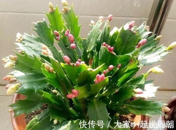 扦插|扦插蟹爪兰,掐准“时间点”,根系嗖嗖窜,养出“杠杠厚”好叶片