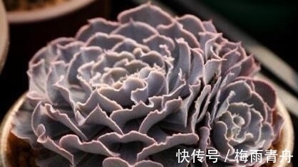 最像玫瑰花的8款多肉,小球玫瑰颜值最高,山地玫瑰最好养