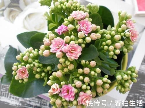 肥效|柚子皮做肥料养花,给花浇一点,蹭蹭冒花苞!