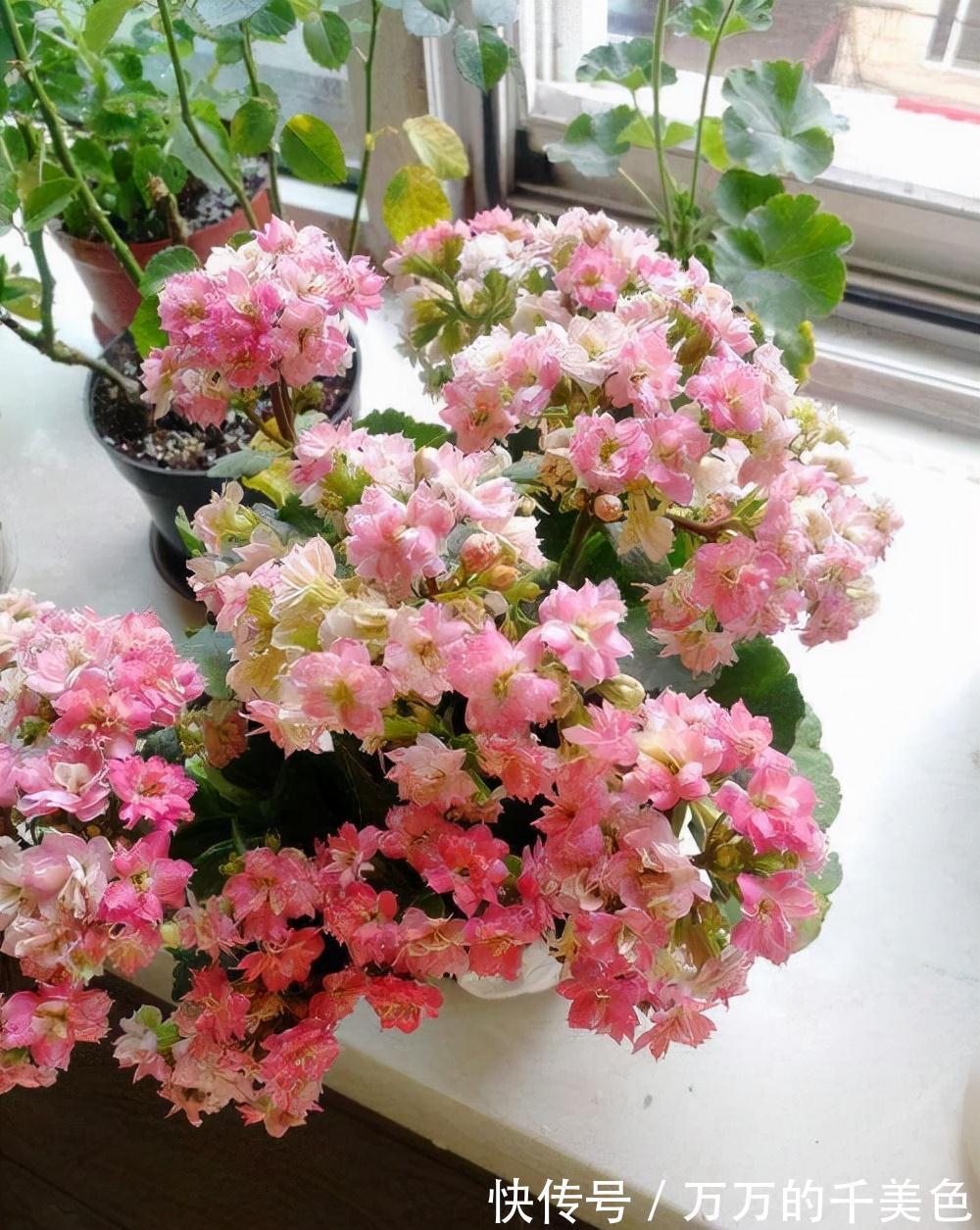 容易因多浇水而死的“10种花”，想要养好，管住手，少浇水