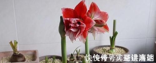 修剪|养4种植物得会修剪,越舍得下狠手,植株就长得越旺开花越多