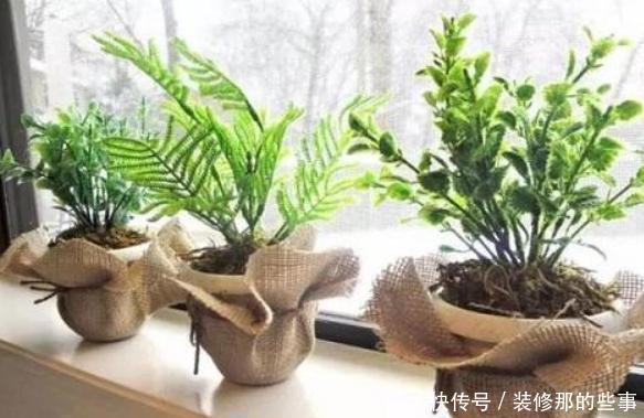 保证|喜欢在家养花?学会3条管理经验,保证啥花都能轻松养好