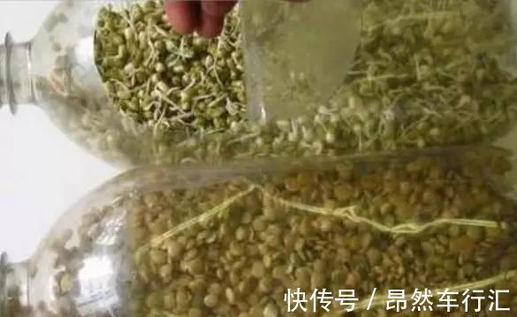 小菜园|养花技巧：一个油桶胜过两花盆，种菜养花好用又省钱！