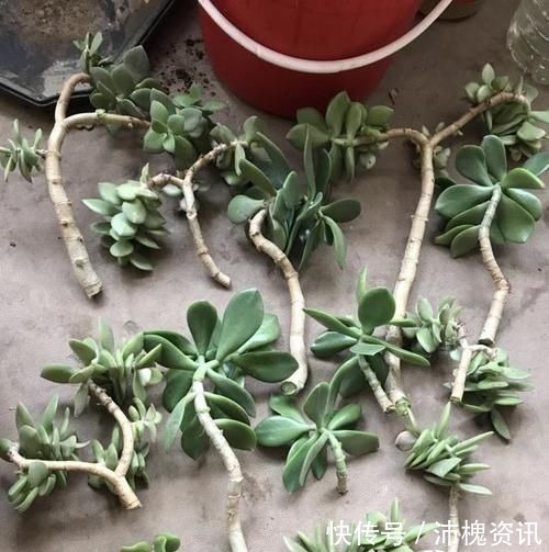 把“厚脸皮”养到“碗口粗”，用了5年时间，可以当传家宝了