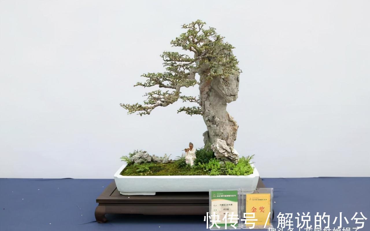 养花要先养根,根系弱植株也会生长不良,做好6点,养出强壮根系