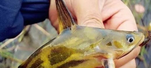 对付|一种钓法“对付”黄颡鱼,百试百灵,越钓越不想收竿