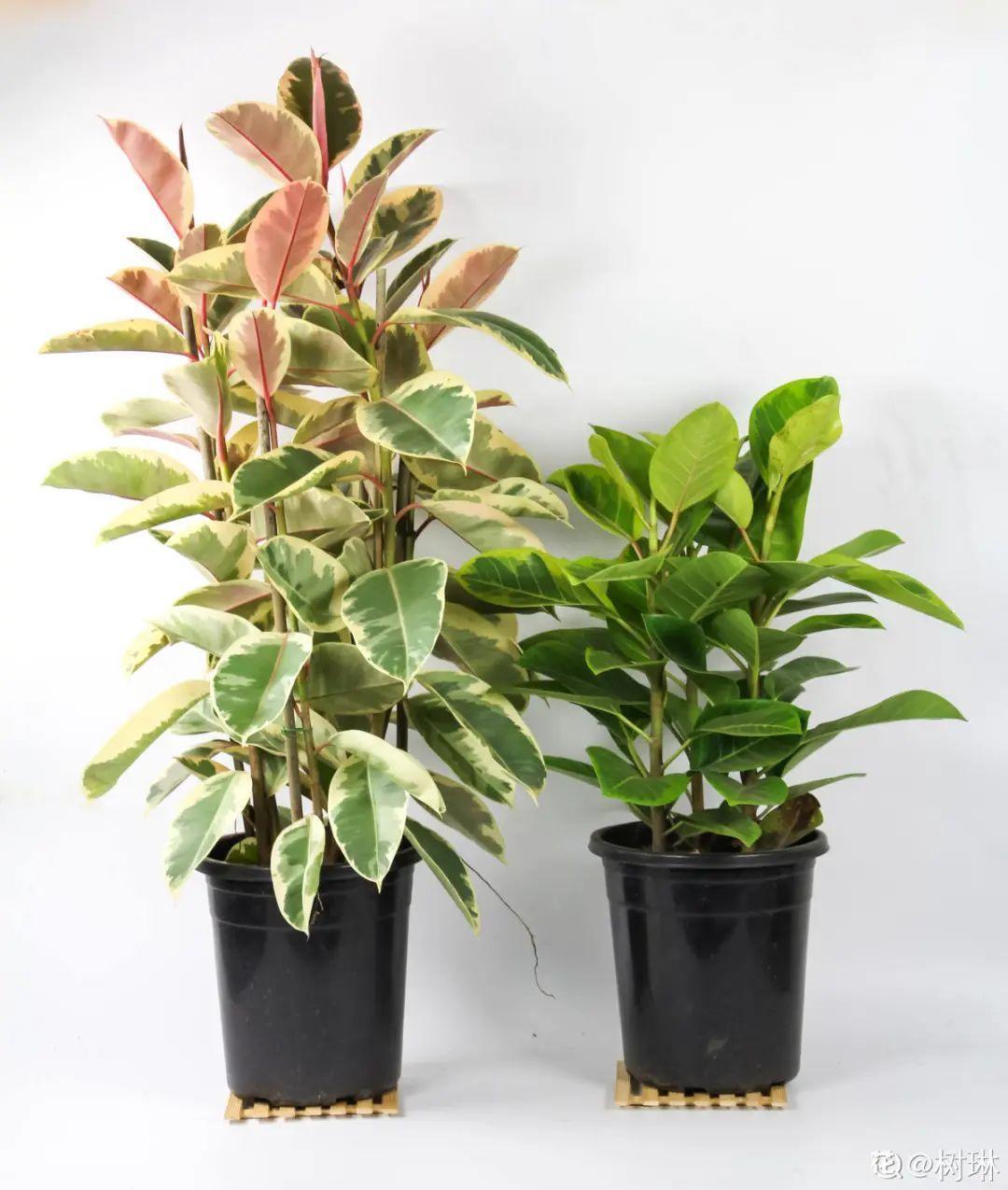 10种“养不死”的花，绿萝只能排最后一名，养死3种以上的举手