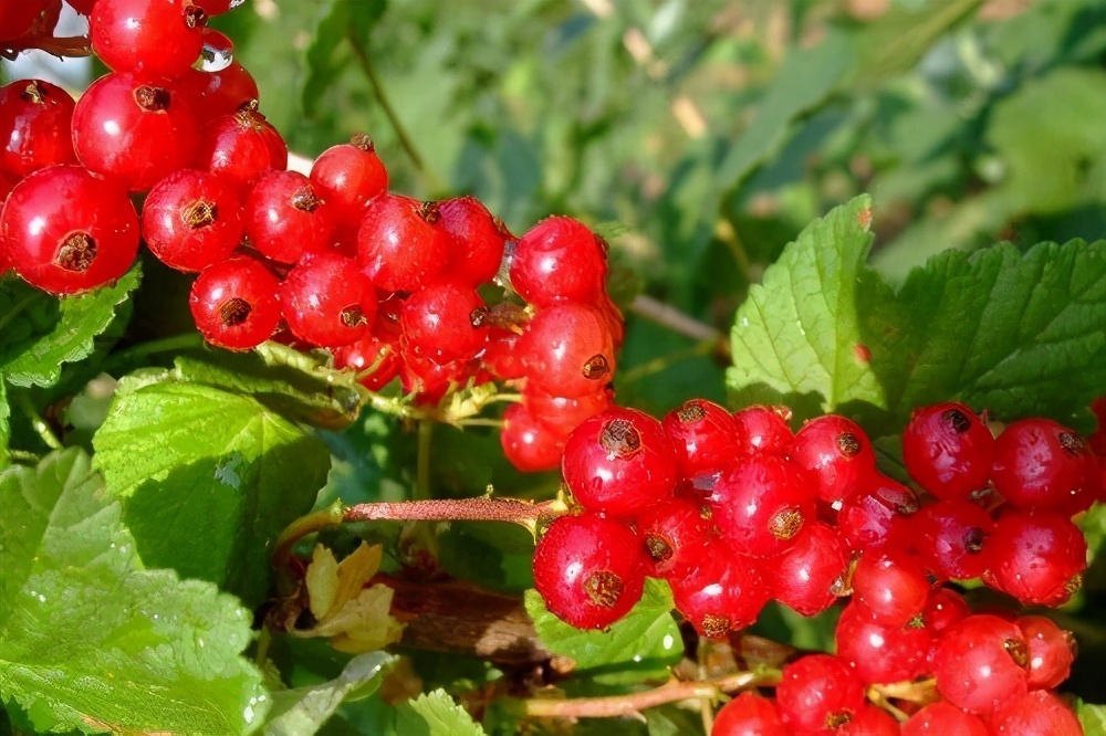 不妨一试|女性不想提前衰老,坚持常吃三种食物,净化血液,不妨一试