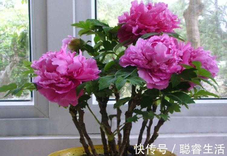 绣球花|4种花好养又漂亮,高贵优雅上档次,开花不断好养活