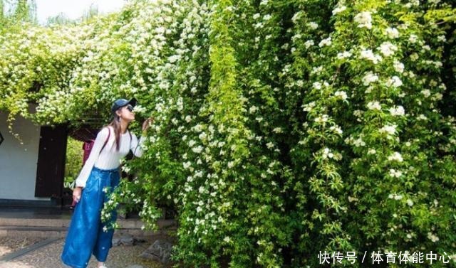 院子再小,也要养棵它,2年长一片,开花特别美,左邻右舍都说香!