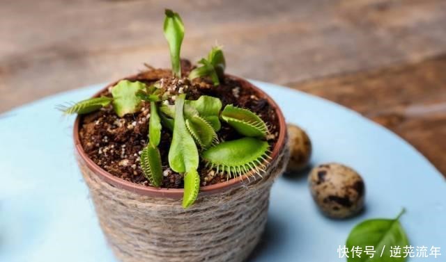 “难养”花草名单已公布，是有些花友的最爱，劝你早放弃！