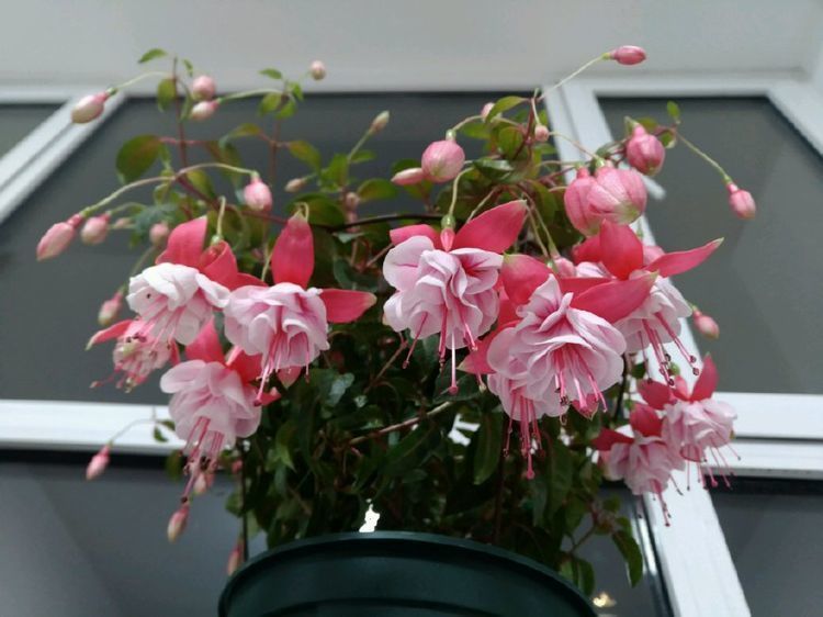 最适合新手养的几种花,沾土就活,给点阳台就灿烂,漂亮大气!