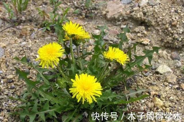 蒲公英泡水|蒲公英的叶子、根茎、花泡水喝，作用是否相同？日常牢记两不喝！