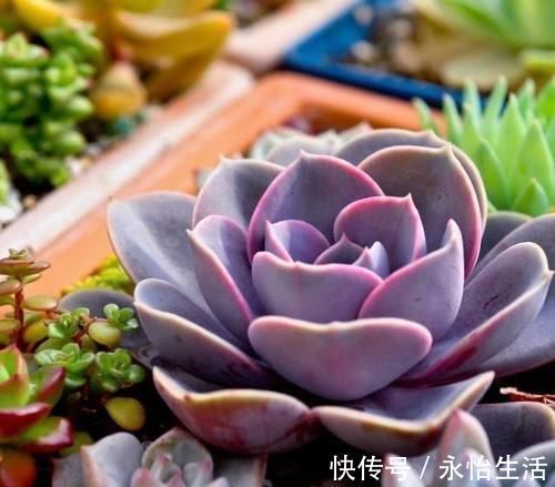 花友|听名字很贵的5种多肉,其实都是漂亮的大普货,养过的花友都说好