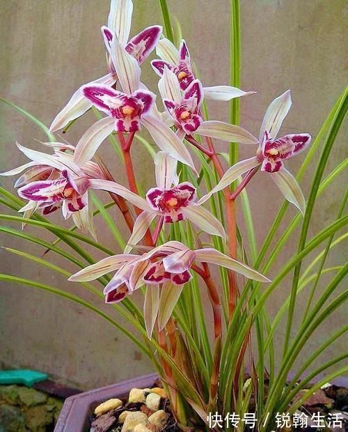 叶奇|曾被抢购一空的兰花，以前一苗值千金，现在几块钱，花型独一无二