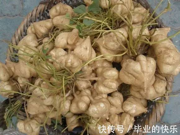 葛薯|梧州这种土货正大量上市！你有多少年都没吃过了？