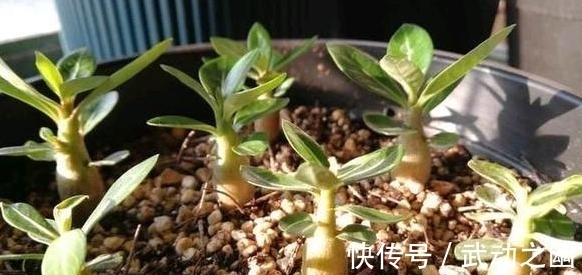 懒人养花,首选沙漠玫瑰盆栽,耐旱好养,开花美!