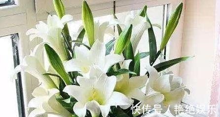 光照|百合开败了别扔!给它“补补身”,明年花更美,还生出一窝胖球球