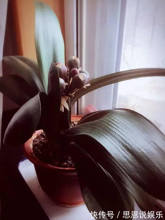 开花|盆栽君子兰养了多年不开花,给它喝点这个就行了!