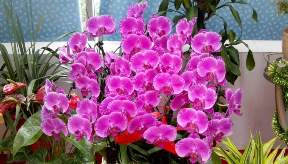 蝴蝶兰开完花别扔掉，简单处理做好养护，下年还能开花